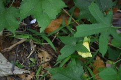 Abelmoschus angulosus var. grandiflorus